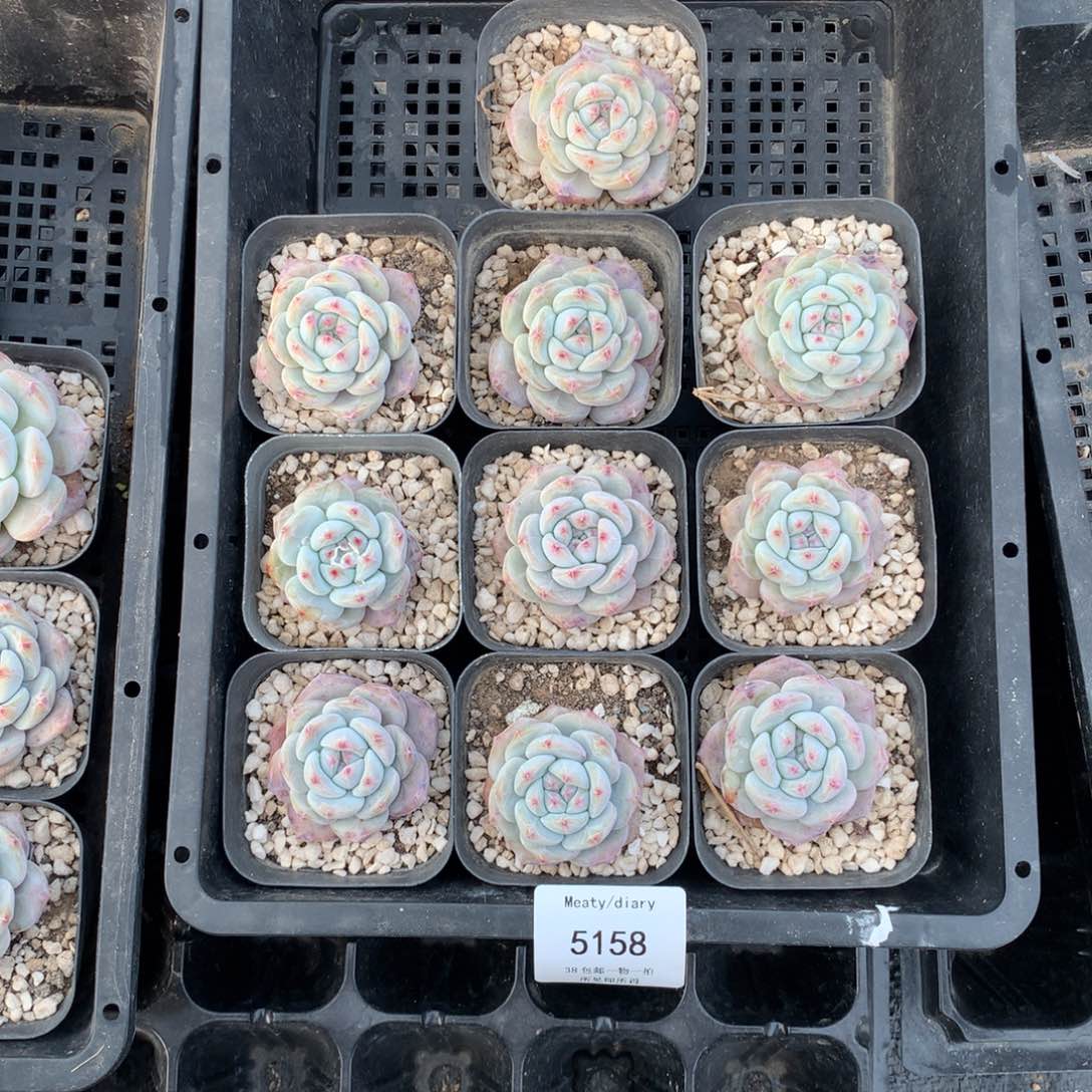 特5158星影4厘米左右10颗一组脱土发