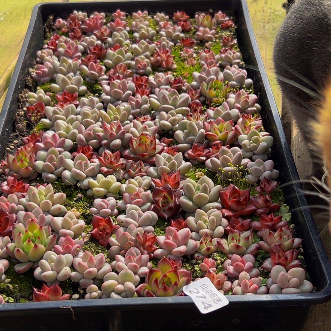 晓***曦274大热天的一天从早上开始到晚上