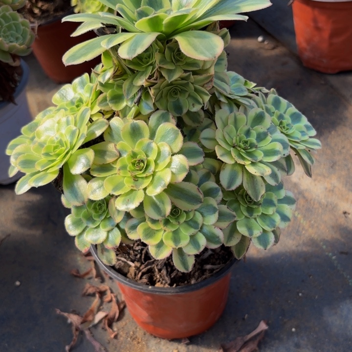 瑞妈多肉园艺308保时