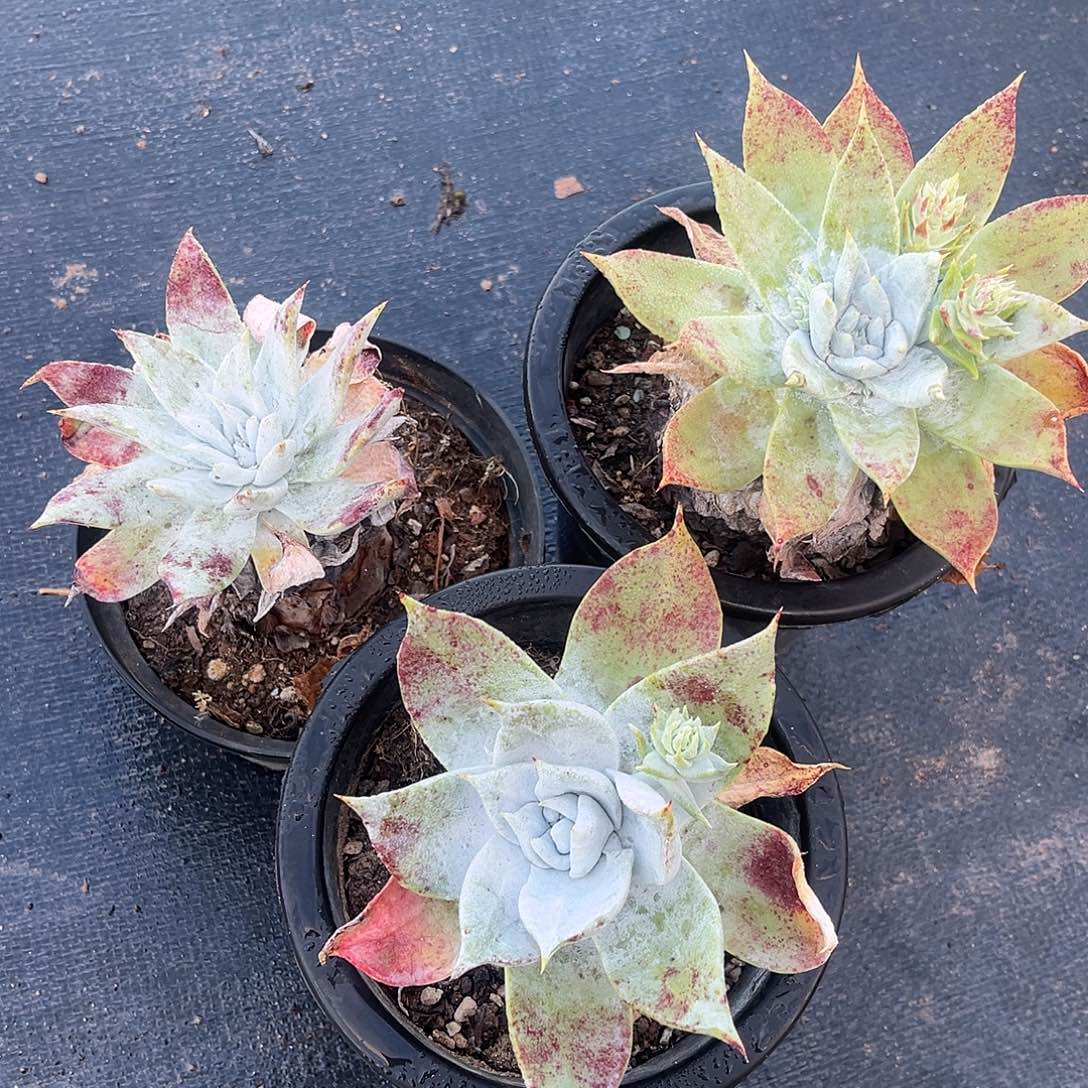 大桩子三颗一起小鹿多肉一物一拍