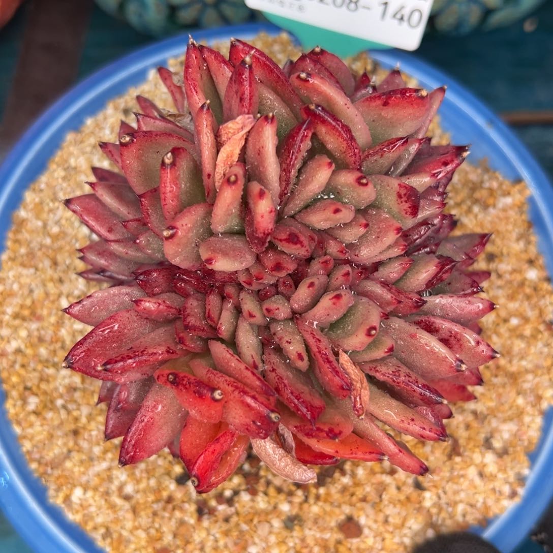 多肉一物一拍编号0208-140