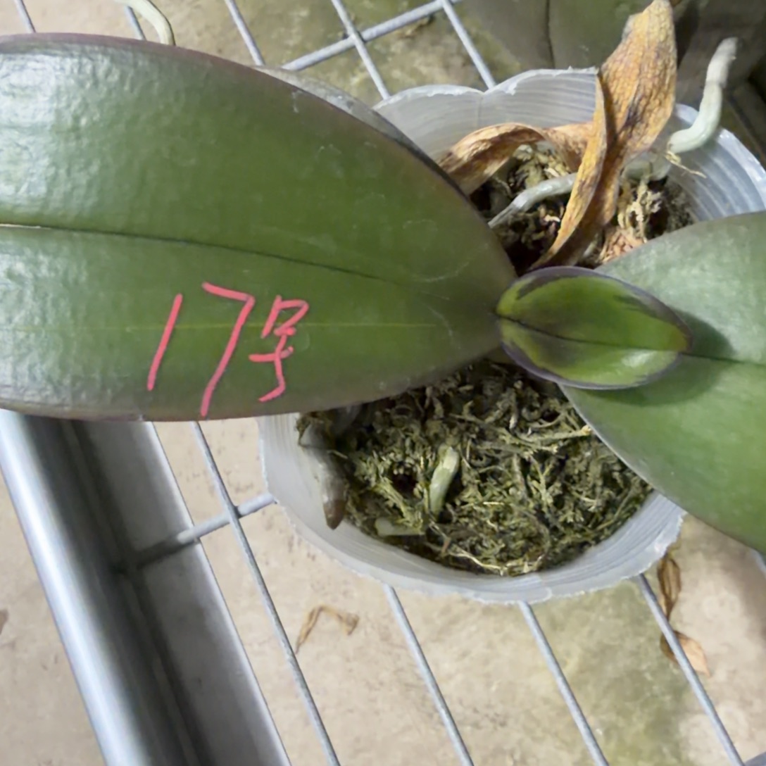 平***淡无花朵17号哈根达斯