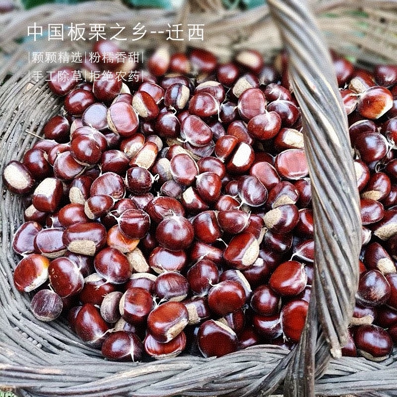 【正宗迁西3113板栗】2025年新鲜板栗香甜可口原产地直发
