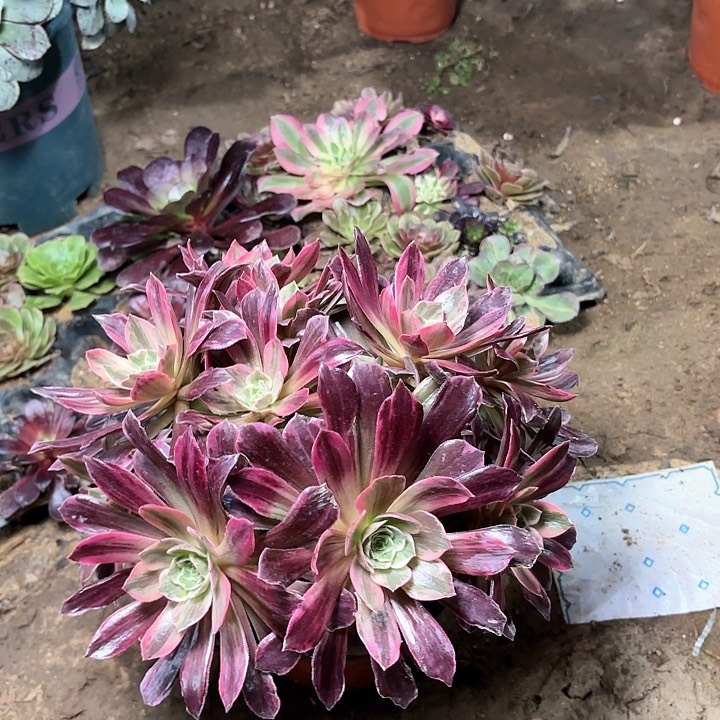 多肉植物法师婚纱34