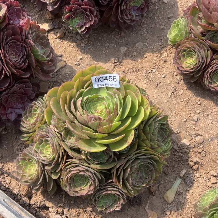 00456灰拉丝多肉植物