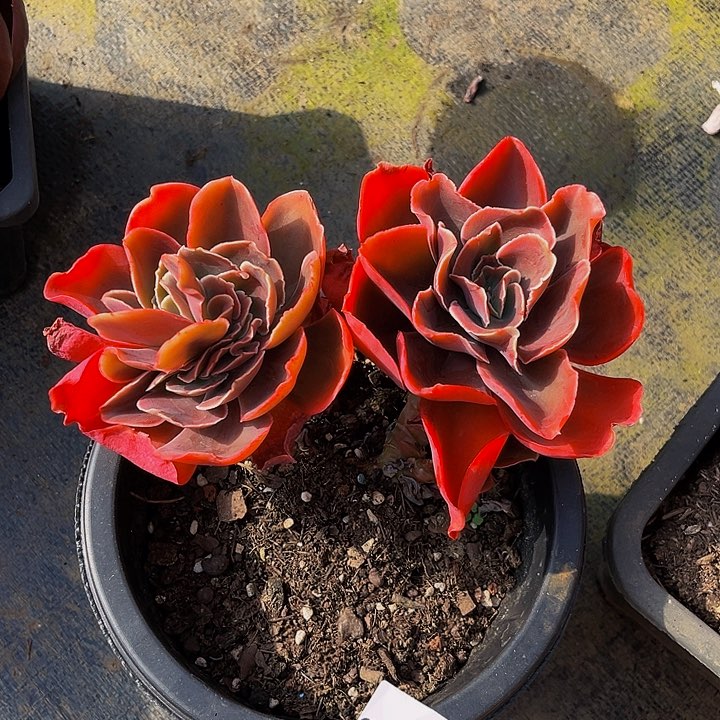 梦**诗酒杯玫瑰02072