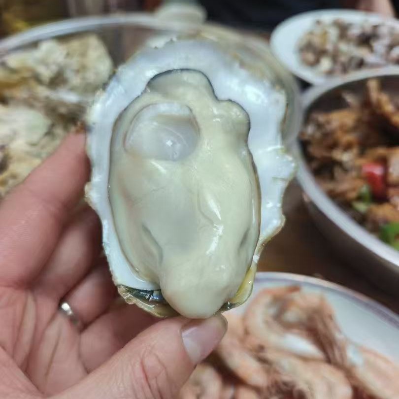 【5斤装顺丰包邮】红岛野生薄皮海蛎子头潮1斤6个洗净发货