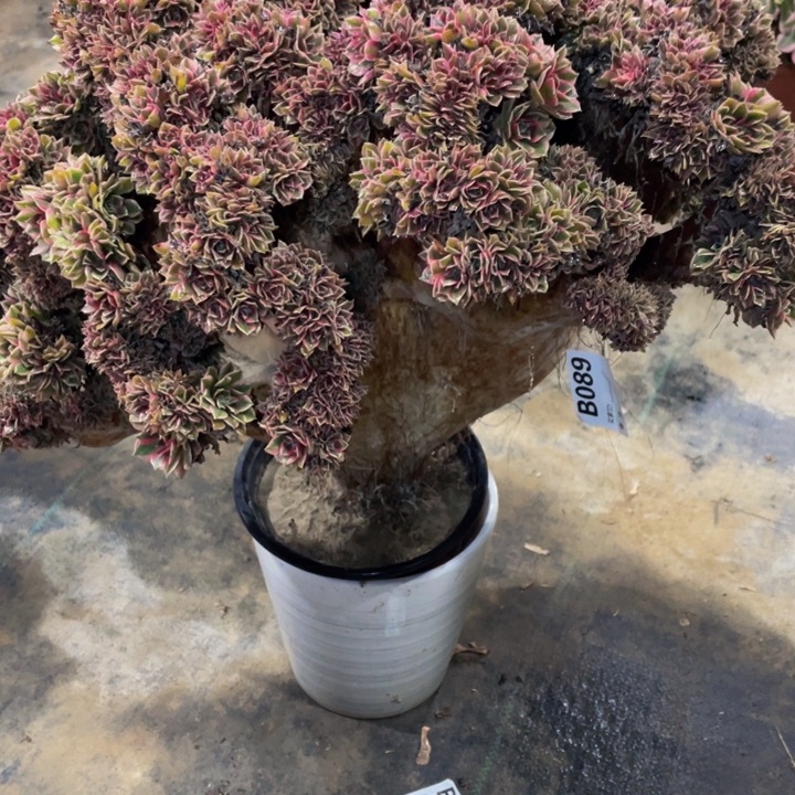 炸***学089女神缀11111多肉