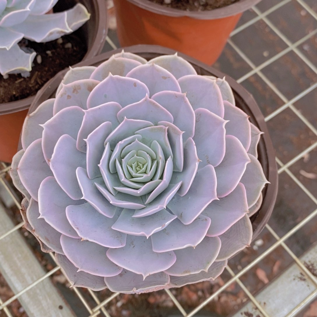 圣卡洛斯大单头精控精养老桩