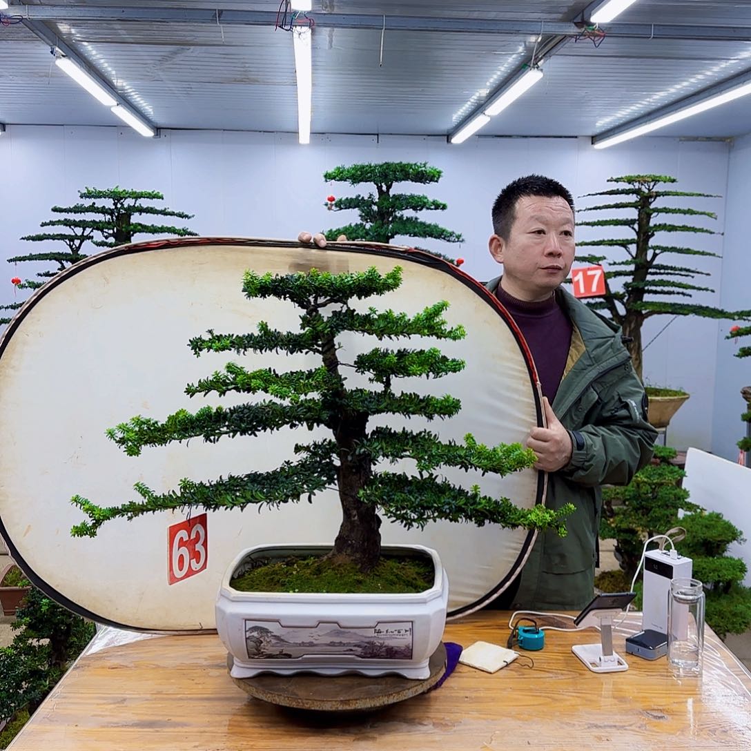 无花朵罗汉松盆景