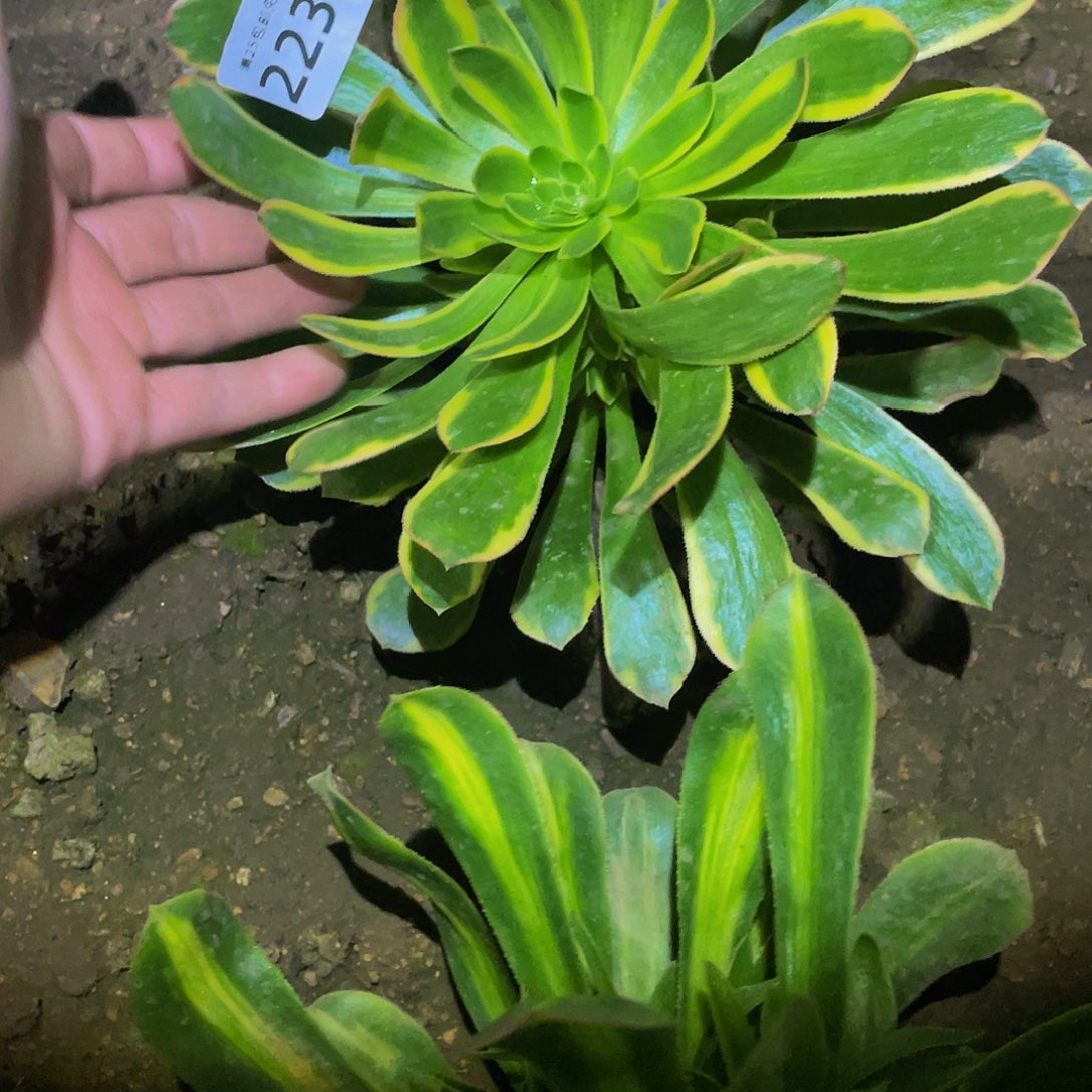 2238虞姬多肉植物