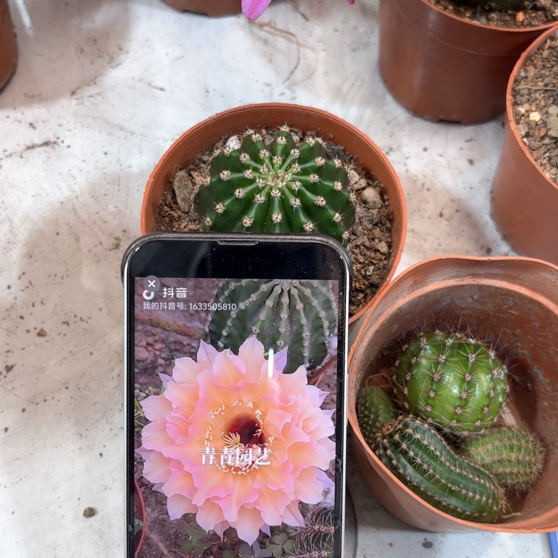 彩草青秀5公分左右