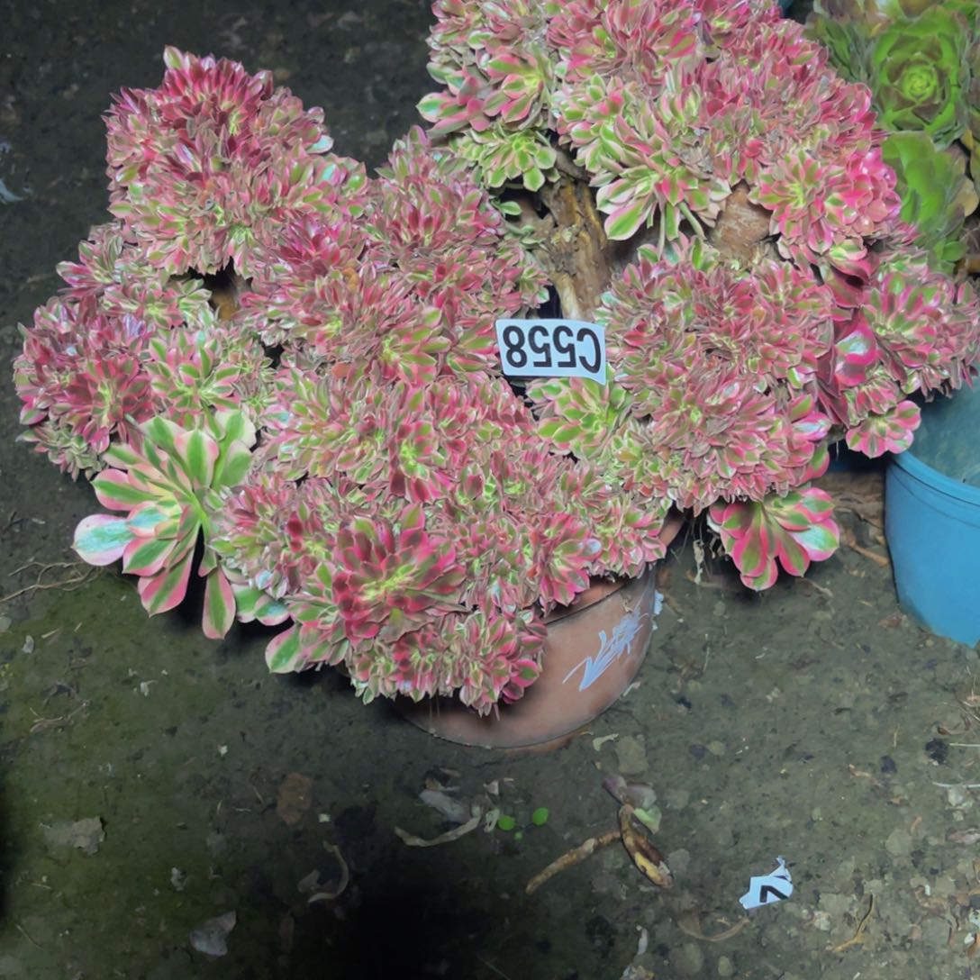 女巫法师16//////45包邮