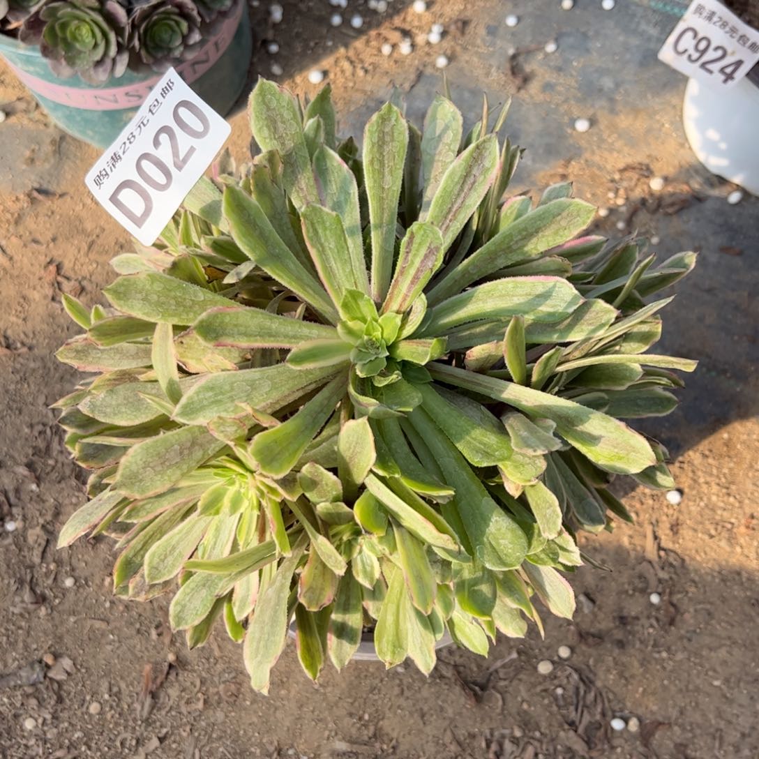 020多肉植物花脸粉黛