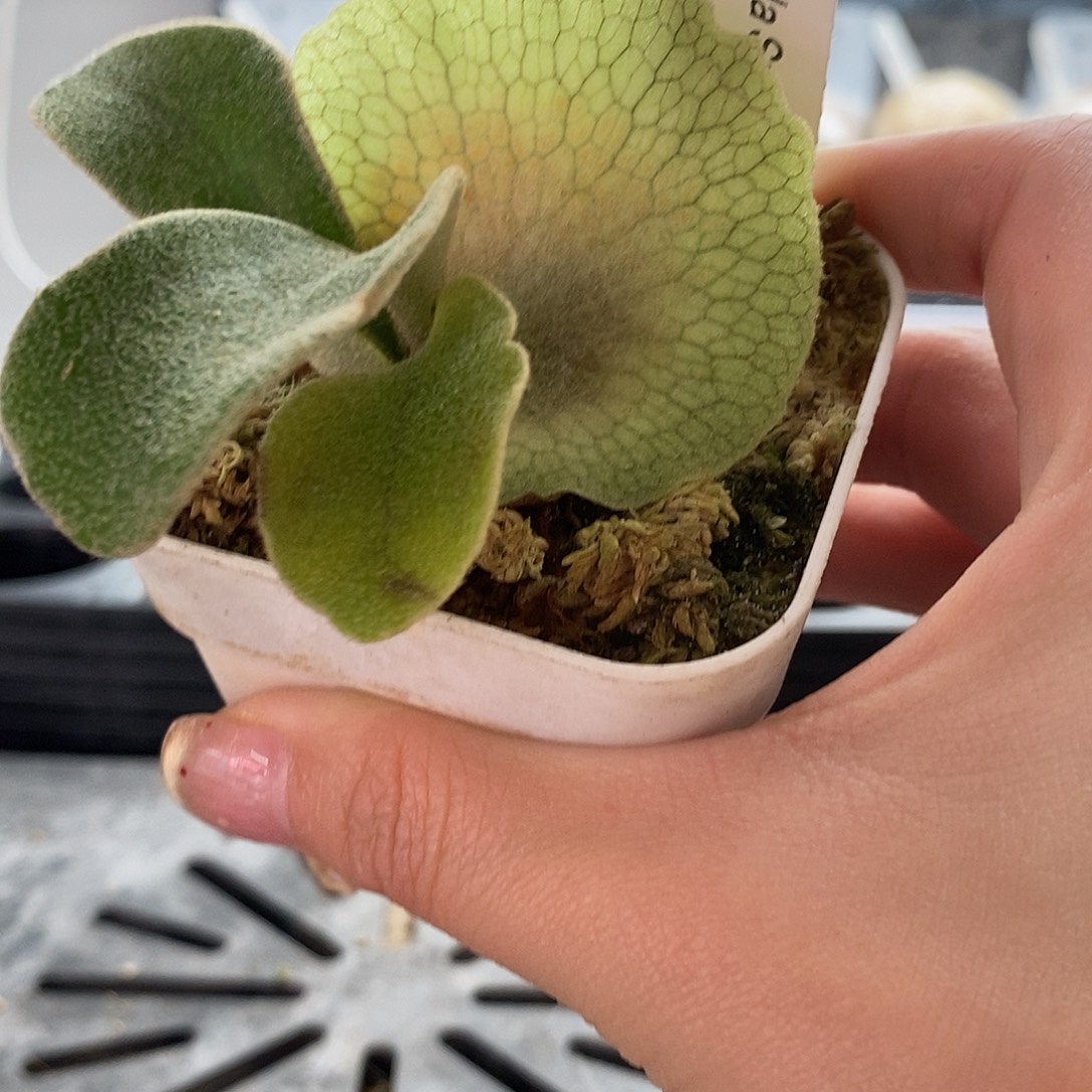 无花朵野银t鹿角蕨