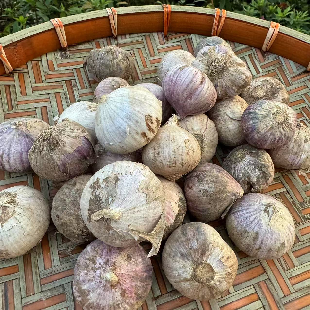 【阿豪精选】  独蒜