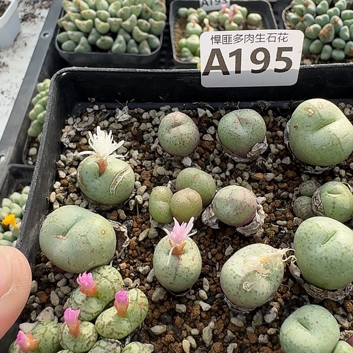 195多肉植物多肉植物