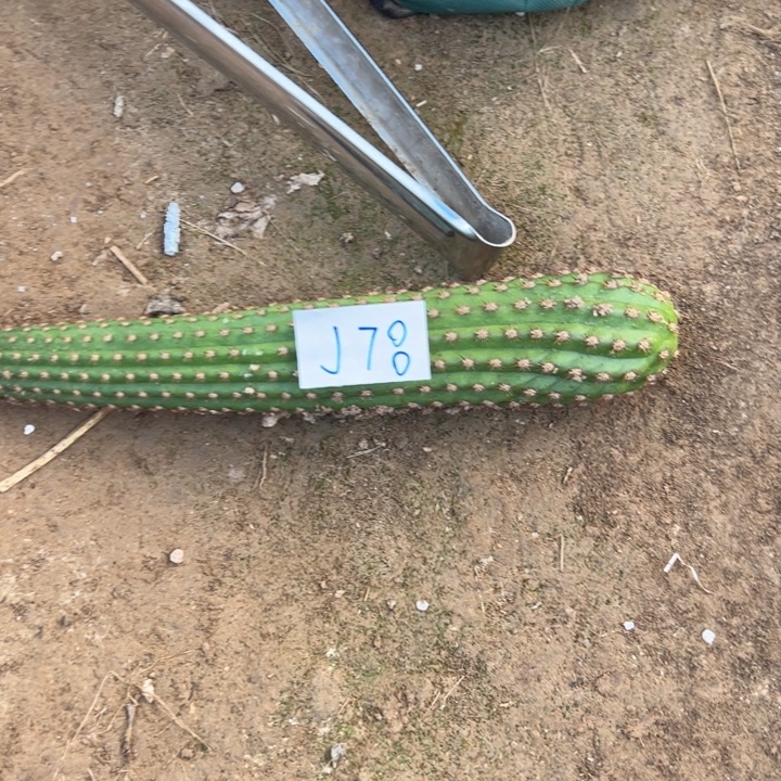 君***开J78金妞菲尔德侧芽15