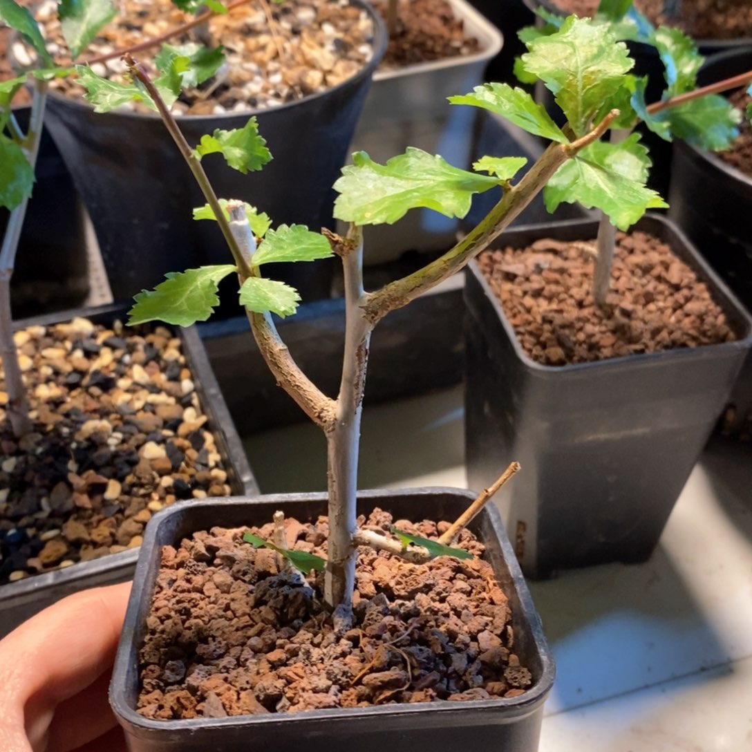 怀特没药带盆发货