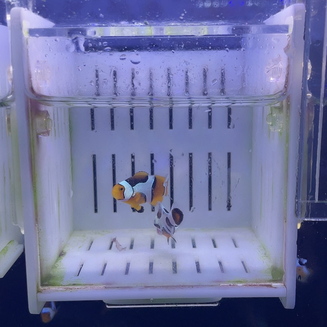 海水鱼毕加索配熊猫