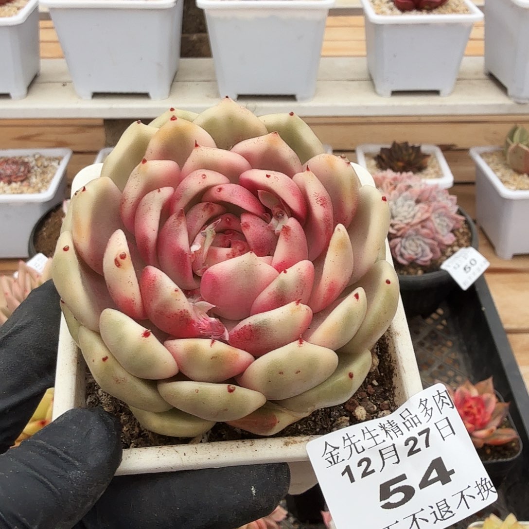 1227-54黑玫瑰锦单头