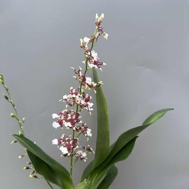 巧克力文心兰带花苞适合懒人室内办公室养殖浓香花卉耐热多年生