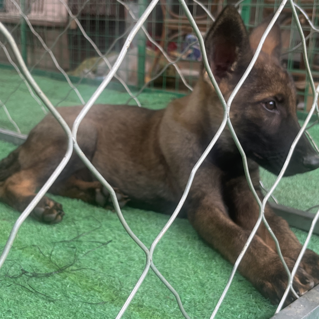 东德牧羊犬活体出售