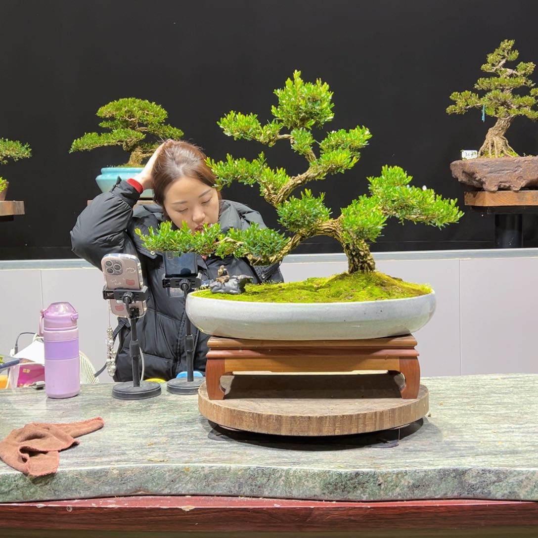 绿植黄杨盆景盆景