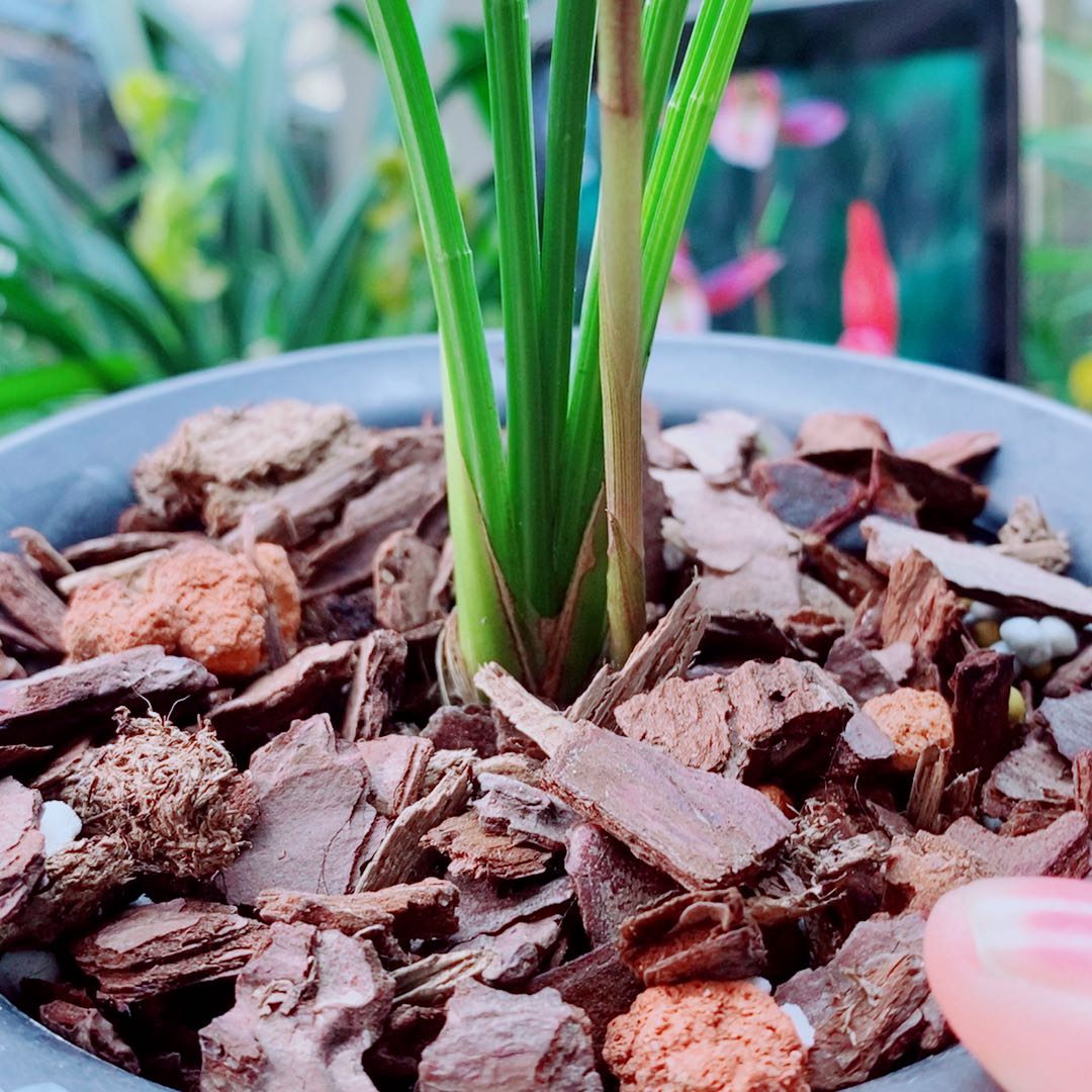 当前无花栽培后可以开花