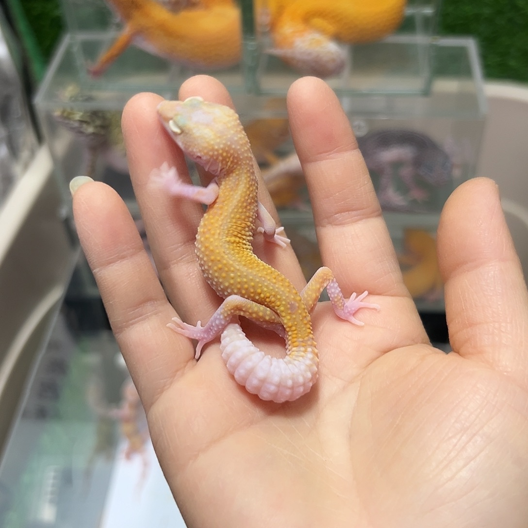豹纹守宫豹纹守宫