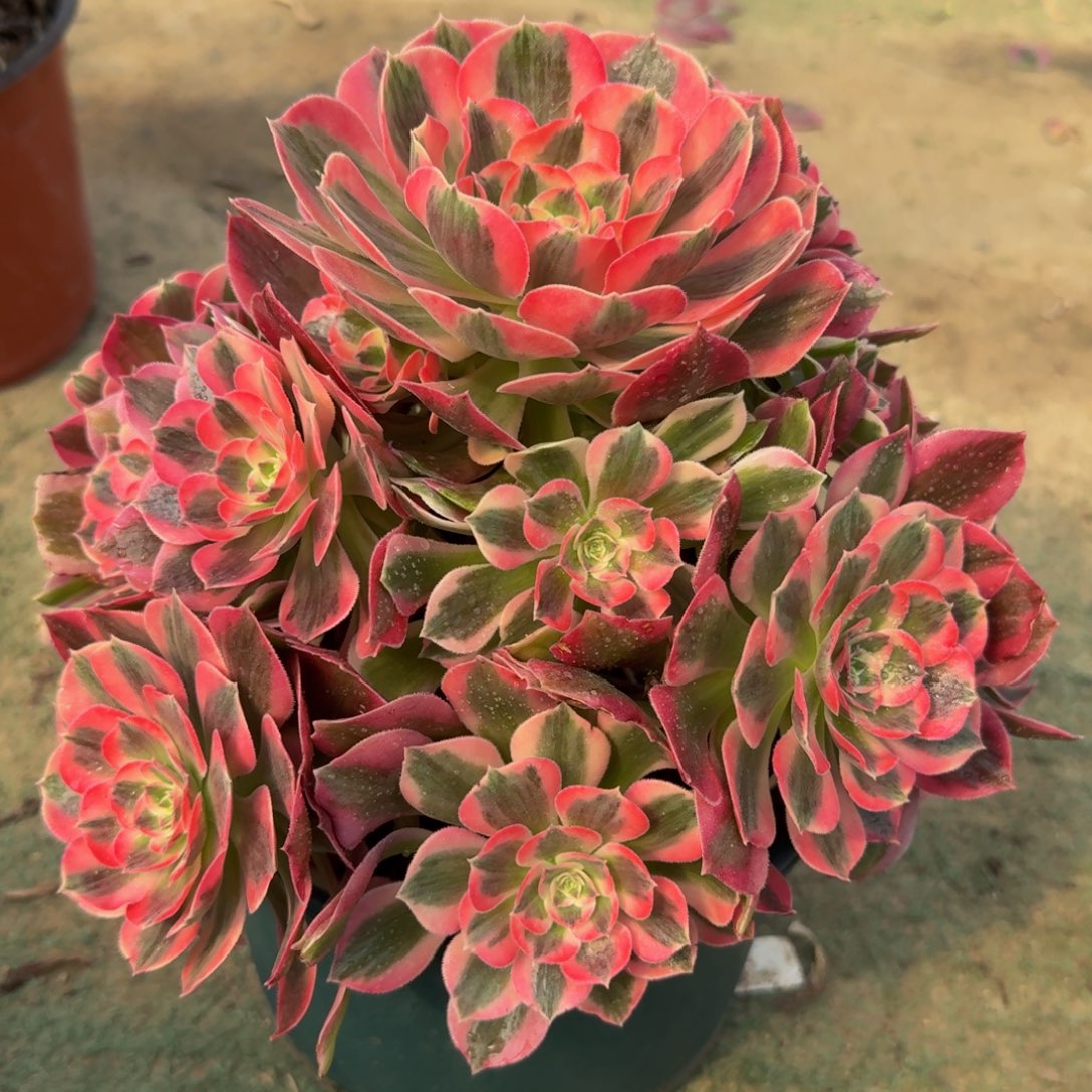 030粉女郎精品法师多肉