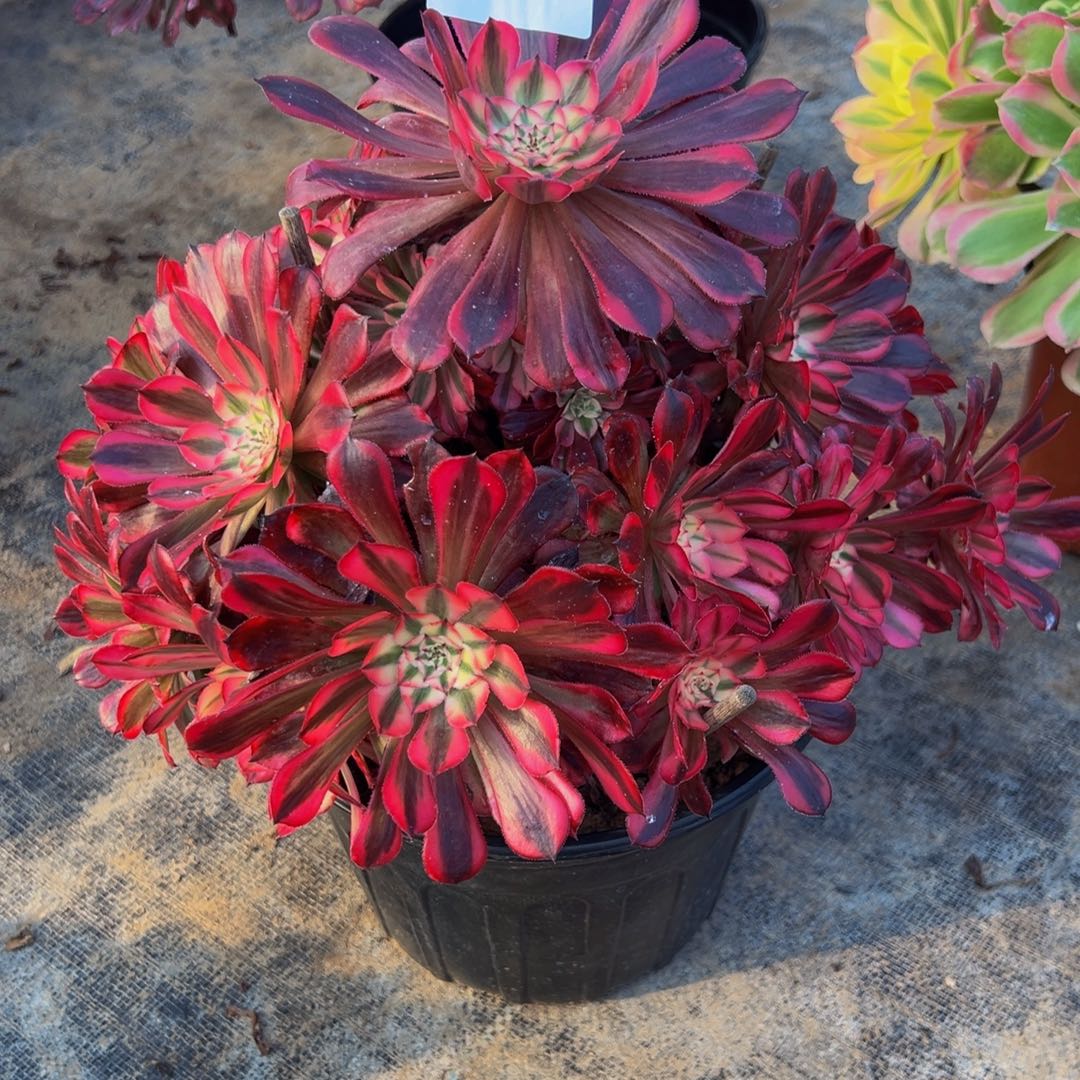 一***梦无花朵红铜超白390