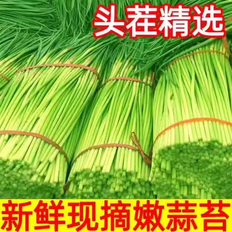 新鲜蒜苔农家直供爽脆可口当季蔬菜产地直发MY