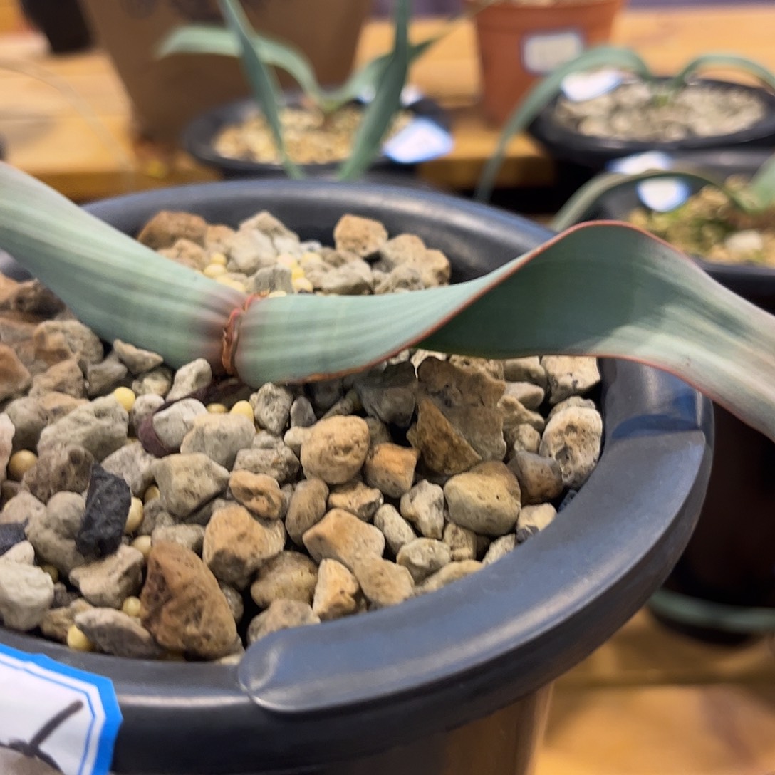 汤圆植物146百岁兰红边卷叶