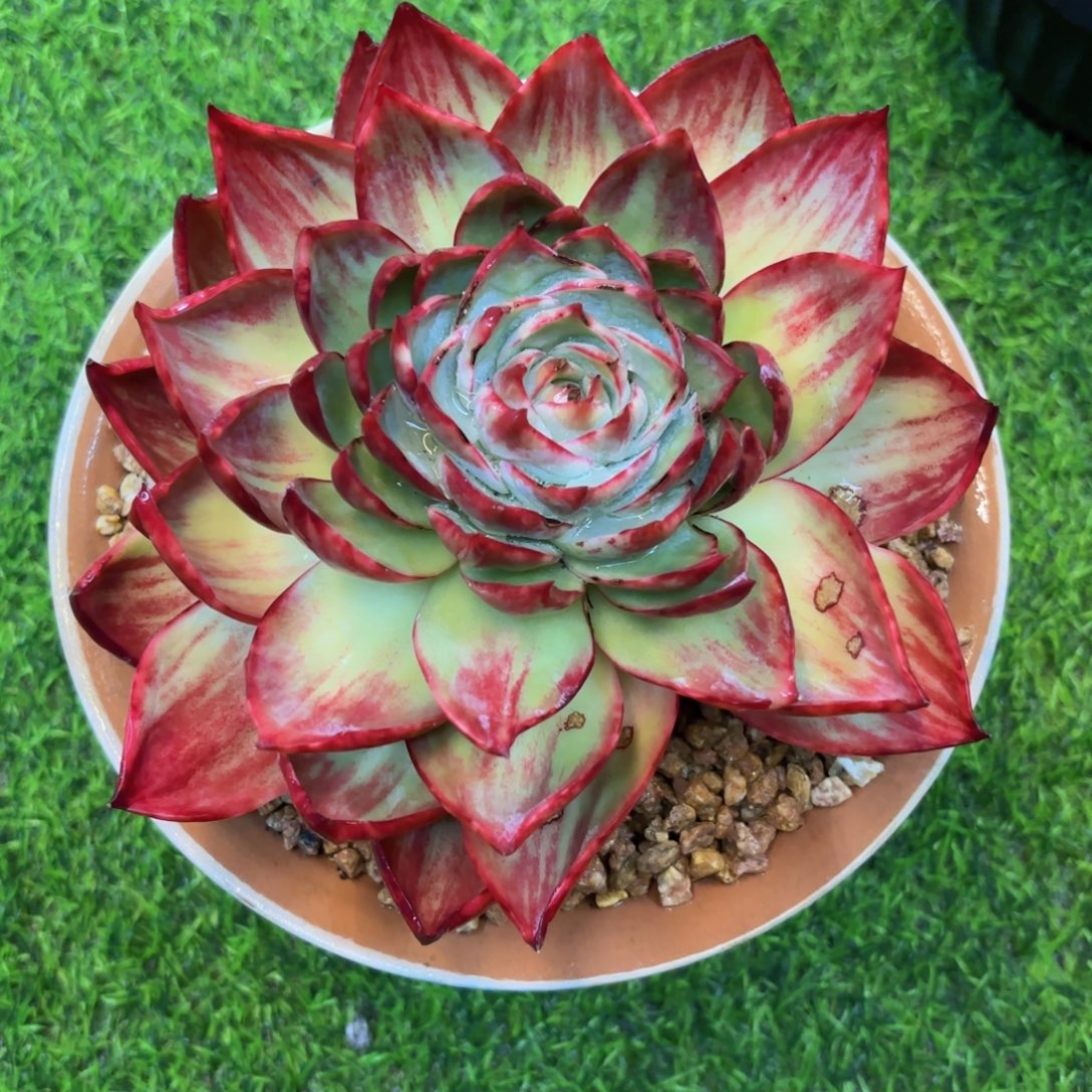 一物一拍，惊鸿仙子8折