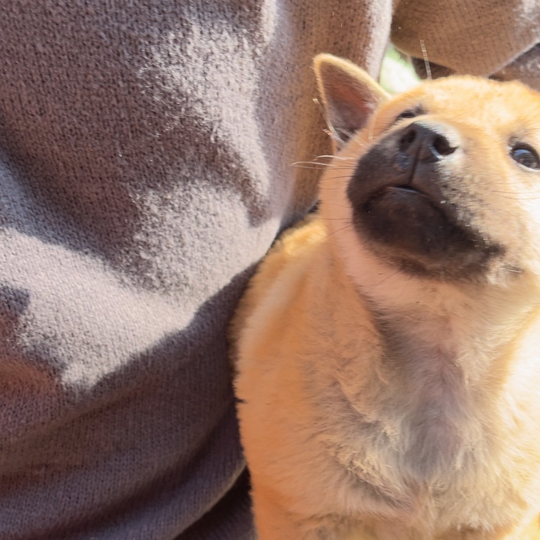 @***葱中华田园犬小黄公