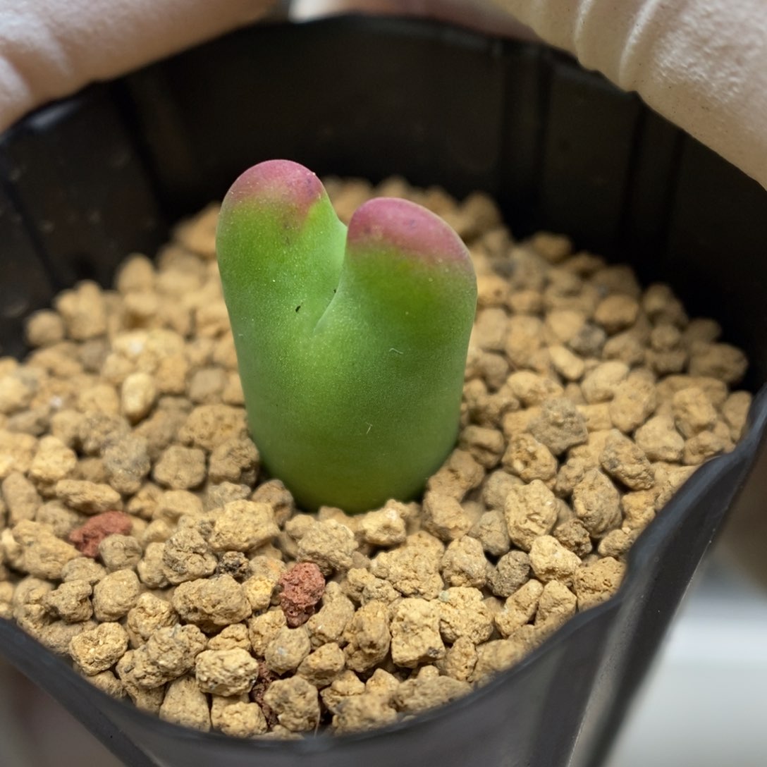 多肉植物肉锥杂交K-5720