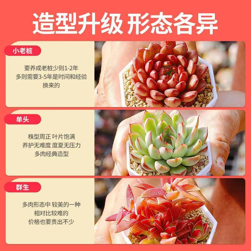 多肉植物大颗好养实惠组合绿植套餐室内外花卉小盆栽含盆土易成活