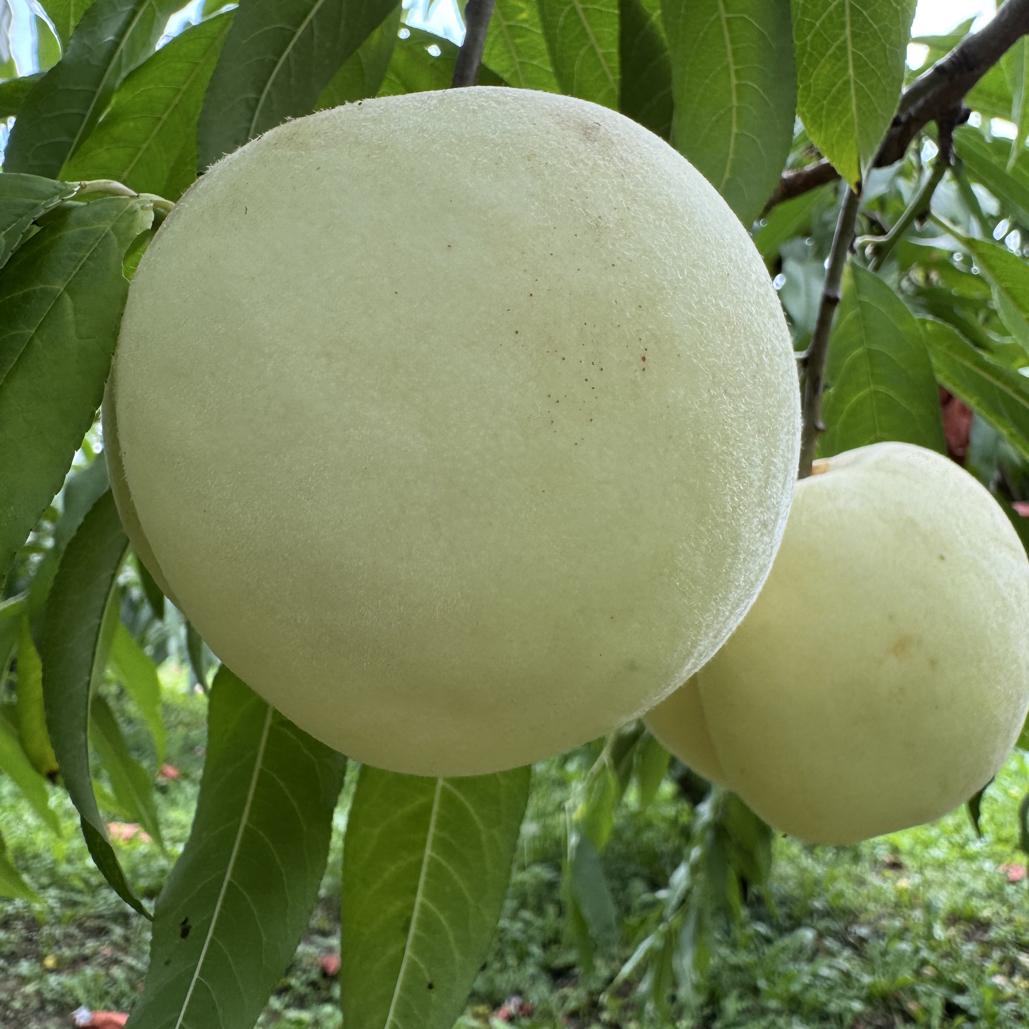 桃花坞精品桃5KG散装（预约第二天配送）云南省