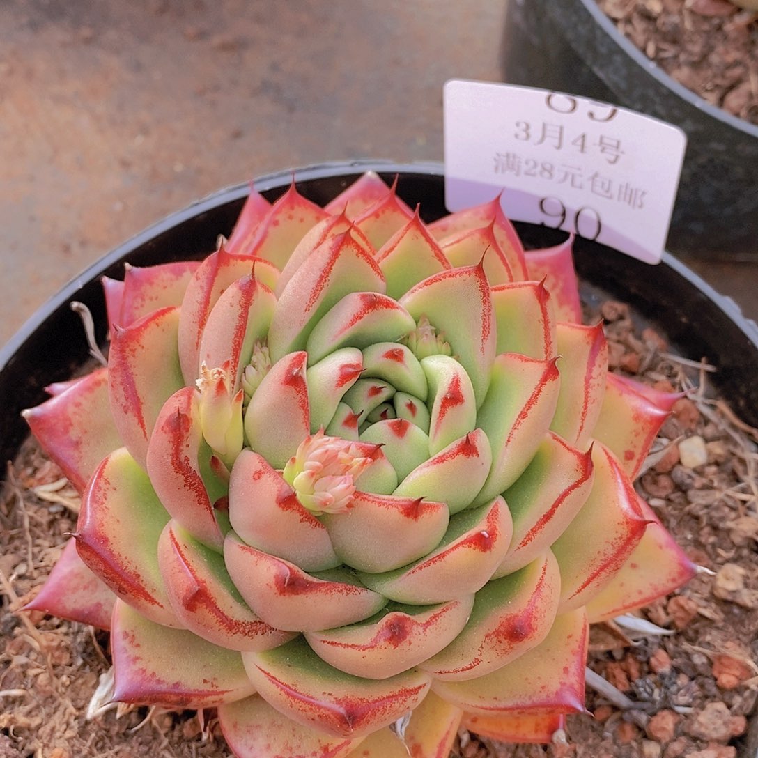 【闪购商品】云90号