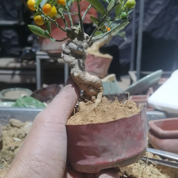 完全开放金豆小橘子绿植