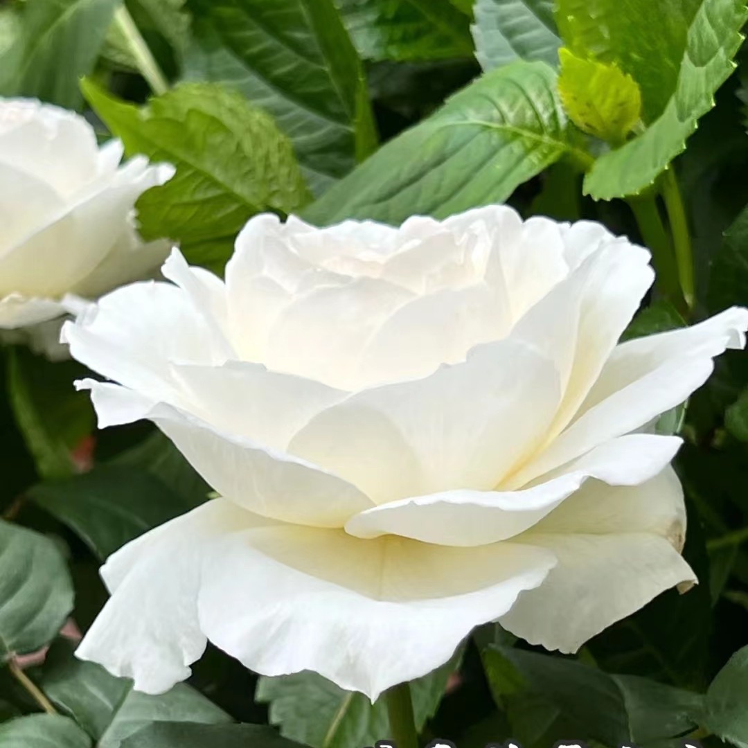 玫瑰大叔 美雪公主 切花大花浓香颜值高长势好 庭院阳台花园种植