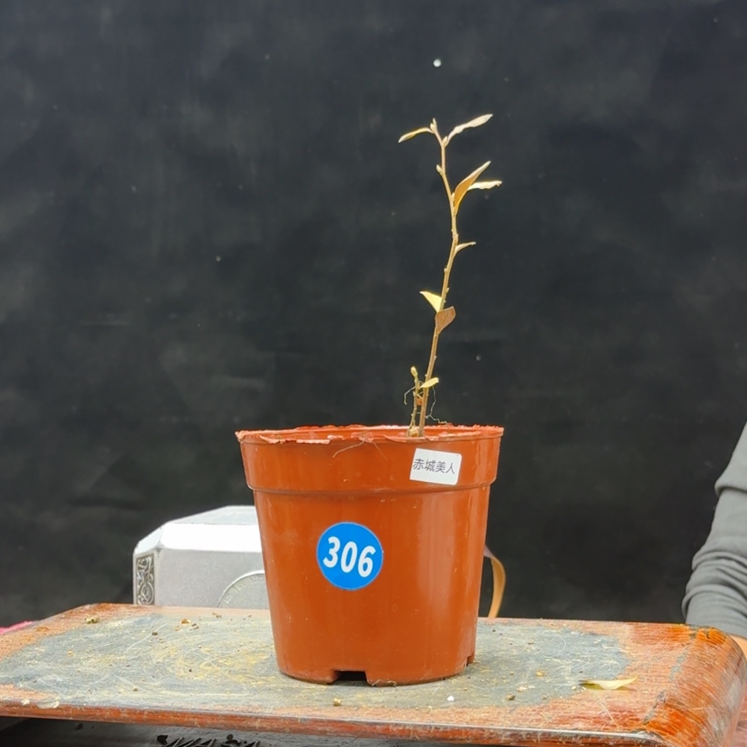 *****无花朵306顺丰到付不包邮