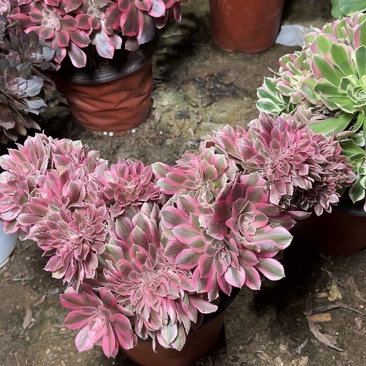 多肉植物女巫缀23