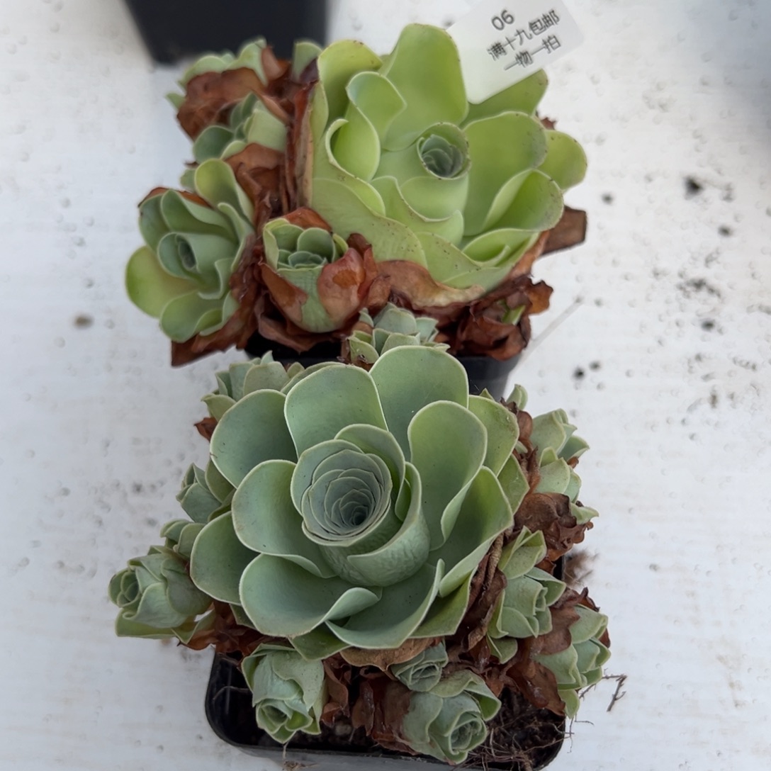 06 山地玫瑰基地带盆土