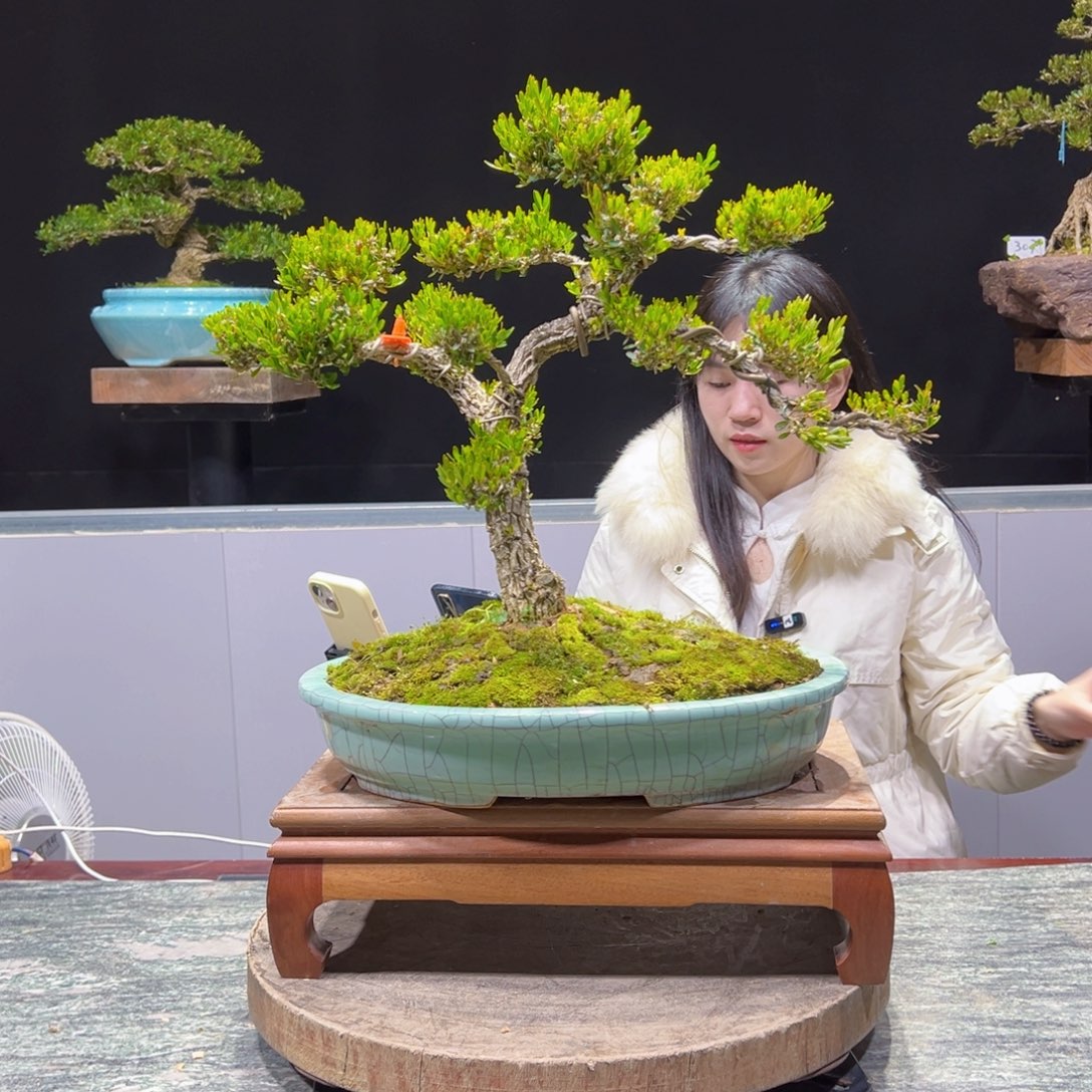 四季常青老桩黄杨盆景