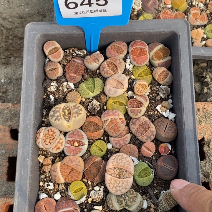 乐***?645生石花小苗