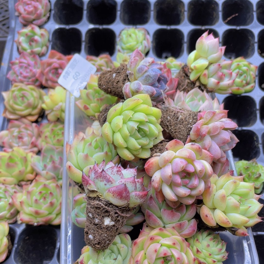 开心快乐幸福060