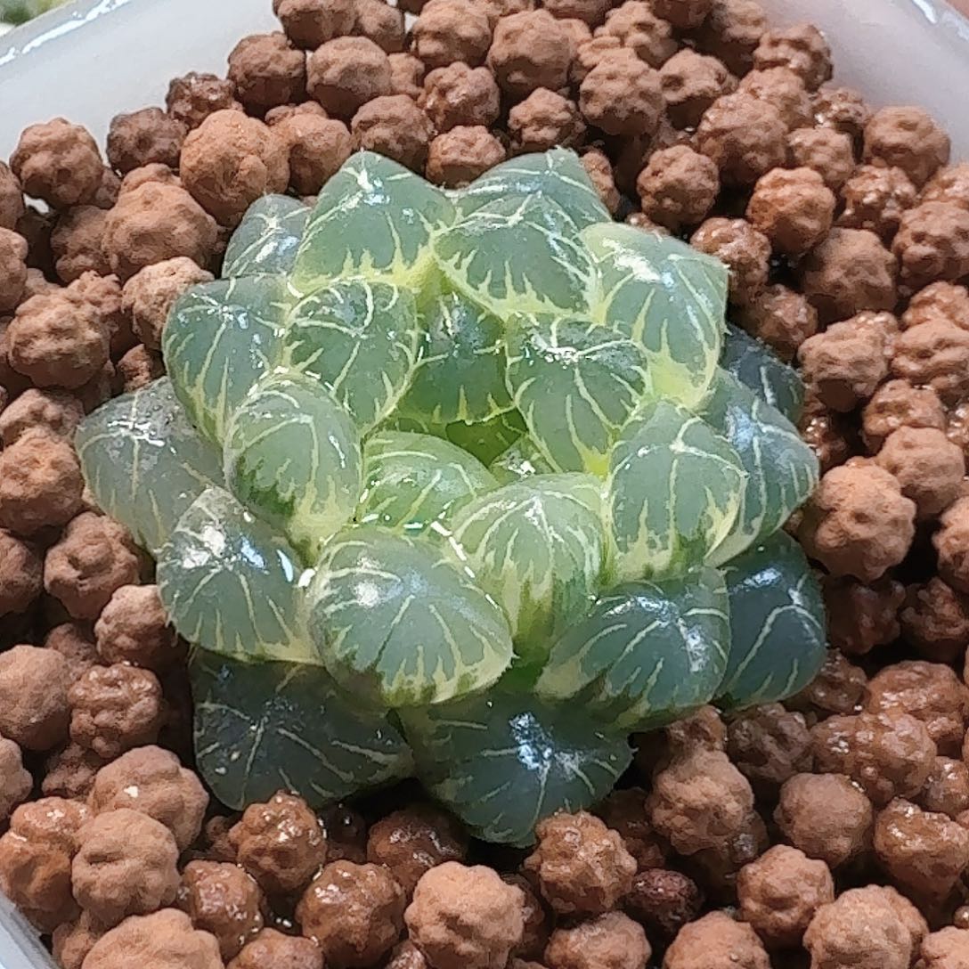 无花朵十二卷实生冰灯锦