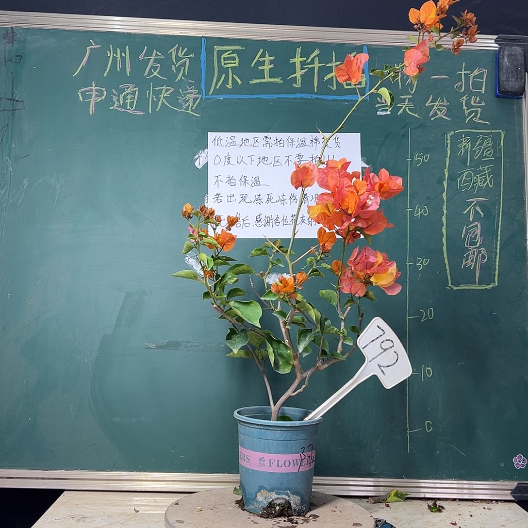 完全开放 福利 阿达娜  792